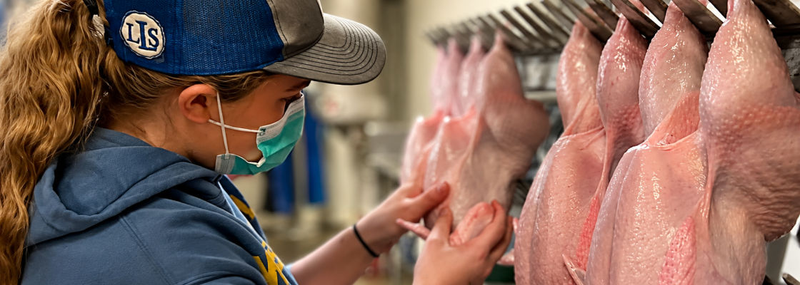 Student selecting birds as part of the Broiler Contest
