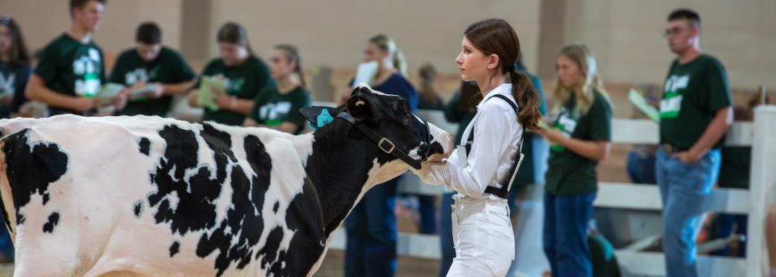 Student showing dairy cattle