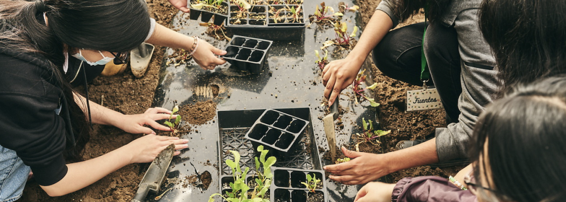 Students planing in a greenhours