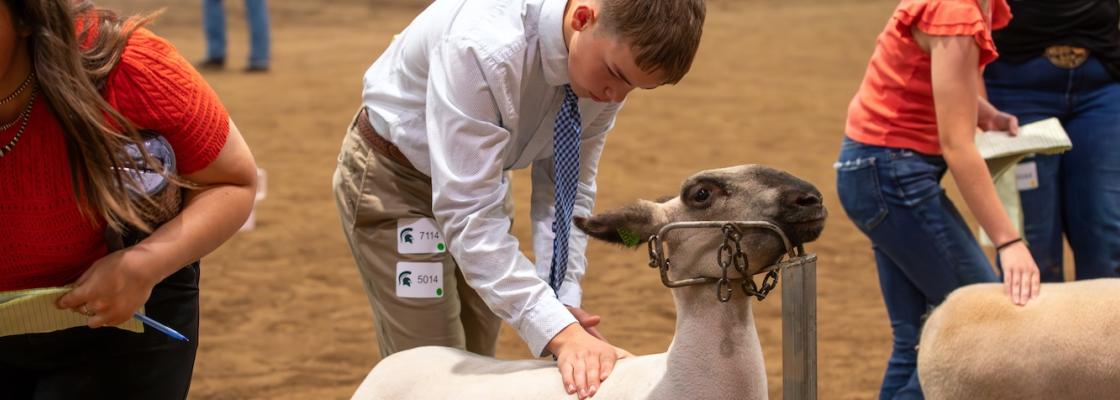 Student participating in Livestock Judging